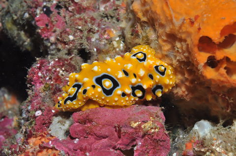 Magic Mountain Dive Site - Holiday Sunshine Coast 0