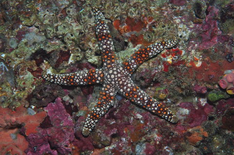 Magic Mountain Dive Site - Holiday Sunshine Coast 1