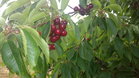 Martin's Orchard - Holiday Sunshine Coast 0