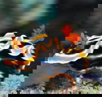 Monolith Dive Site - Sunshine Coast Tourism