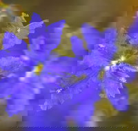 Mount Madden Scenic Drive - Sunshine Coast Tourism