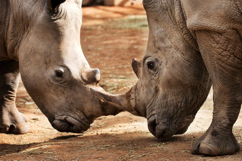 National Zoo & Aquarium - Sunshine Coast Tourism 0