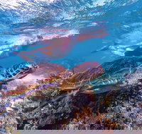 Ningaloo Marine Park - Sunshine Coast Tourism