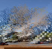 Old Boab Tree in Cavenagh Street - Holiday Sunshine Coast