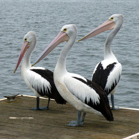Pelican Feeding - Holiday Sunshine Coast 0