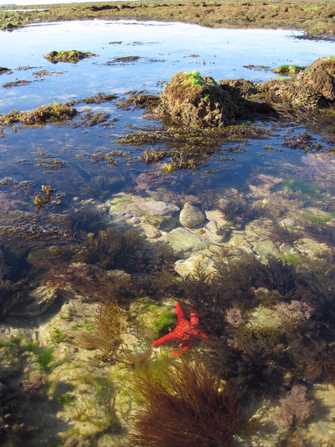 Point Danger Marine Sanctuary - Sunshine Coast Tourism 1