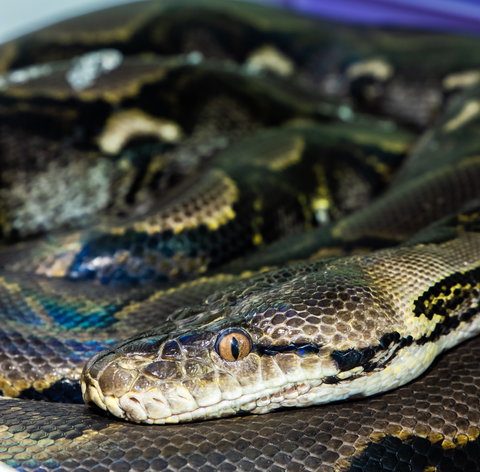 Serpentarium Wildlife Park Tasmania - Holiday Sunshine Coast 1