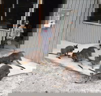 The Patriarch Wildlife Sanctuary - Sunshine Coast Tourism