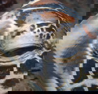 Turtle Bommie - Sunshine Coast Tourism