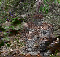 Understory Art In Nature - Holiday Sunshine Coast