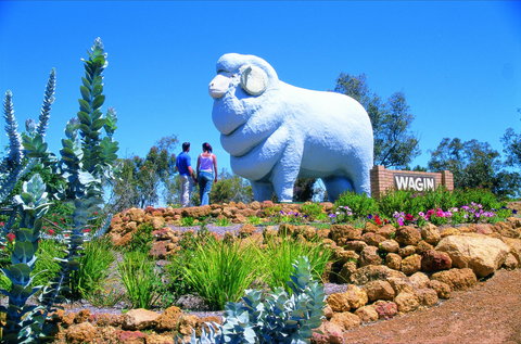 Wagin - Sunshine Coast Tourism 0