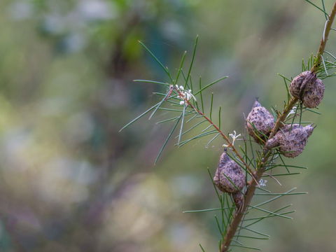 Wallumatta Loop Trail - Holiday Sunshine Coast 0