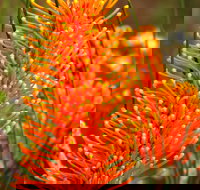 Wongan Hills Wildflowers - Sunshine Coast Tourism