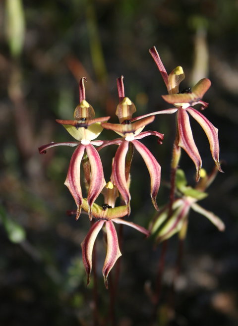 Wongan Hills Wildflowers - Holiday Sunshine Coast 1