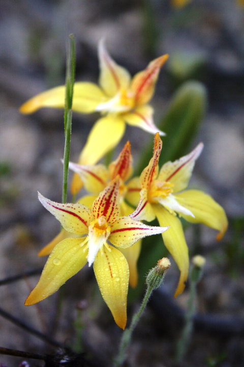 Wongan Hills Wildflowers - Holiday Sunshine Coast 2