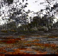 Woylie Walk Dryandra Woodland
