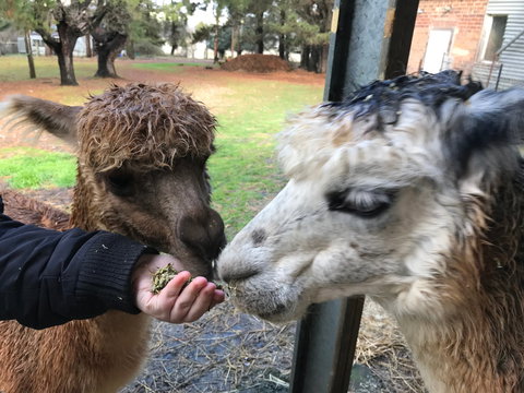 Alpaca Farm Experience At Crookwell - Holiday Sunshine Coast 0