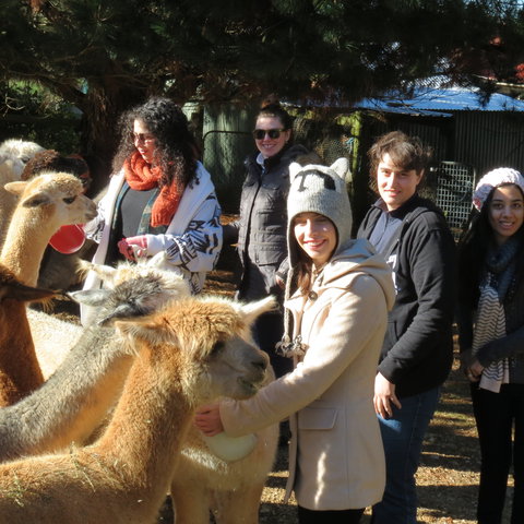 Alpaca Farm Experience At Crookwell - Holiday Sunshine Coast 2