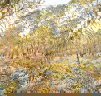 Alpine Views Walk - Holiday Sunshine Coast