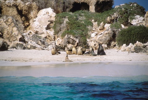 Australian Sea Lions - Sunshine Coast Tourism 0