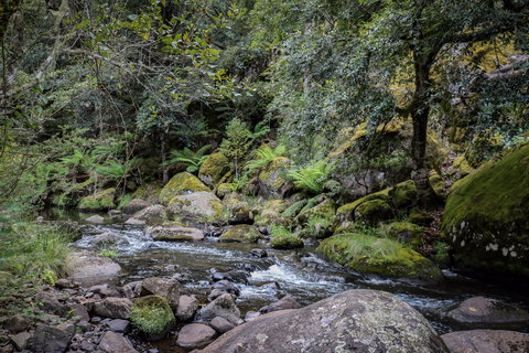 Barrington Tops State Forest - Sunshine Coast Tourism 1