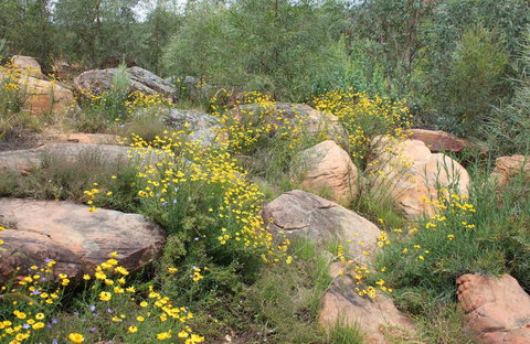 Ben Hall's Cave Walking Track - Holiday Sunshine Coast 0