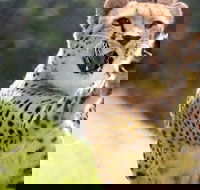 Billabong Zoo Koala and Wildlife Park - Sunshine Coast Tourism