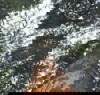 Bird Tree and Benaroon - Sunshine Coast Tourism