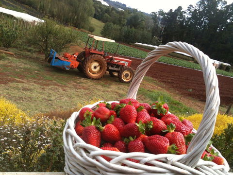 Blue Hills Berries And Cherries - Sunshine Coast Tourism 0
