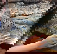 Canberra Reptile Zoo - Sunshine Coast Tourism