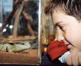 Canberra Reptile Zoo - Sunshine Coast Tourism 2