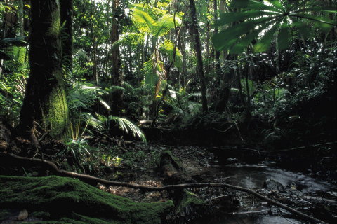 Cape Tribulation, Daintree National Park - Holiday Sunshine Coast 2