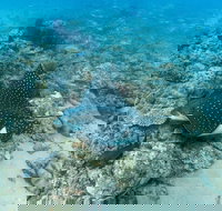 Child Island Dive Site - Sunshine Coast Tourism