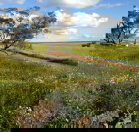 Coorow Wildflower Drive - Sunshine Coast Tourism