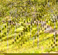 Davies Creek Mountain Bike Park