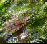 Depot Beach Rainforest Walk - Sunshine Coast Tourism