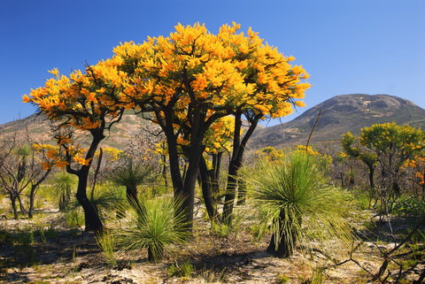 Esperance Wildflower Trail - Holiday Sunshine Coast 2