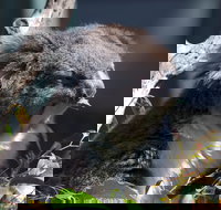 Gorge Wildlife Park - Holiday Sunshine Coast