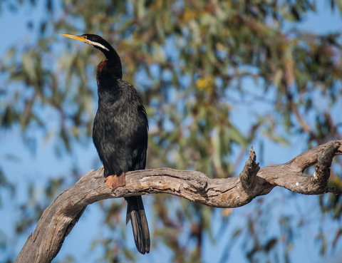 Greenough River Nature Trail - Holiday Sunshine Coast 0