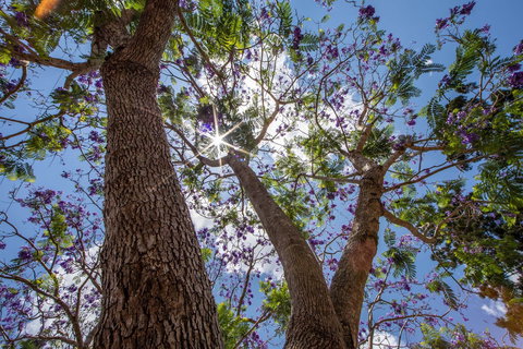 John Scott Park - Sunshine Coast Tourism 1