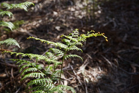 Langwarrin Flora And Fauna Reserve Walking Trails - Holiday Sunshine Coast 0