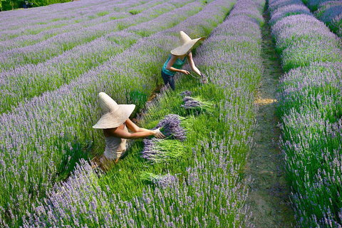Lavandula Swiss Italian Farm - Holiday Sunshine Coast 0