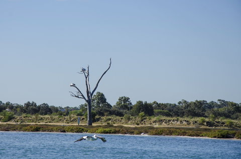 Mandurah Estuary And Peel Inlet - Holiday Sunshine Coast 1