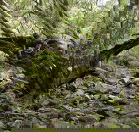 Mitchell River Walking Track - Sunshine Coast Tourism