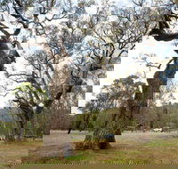 Moolarben Picnic Area - Sunshine Coast Tourism