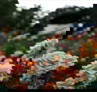 Newtown Park State Rose Garden - Holiday Sunshine Coast