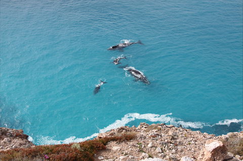 Nullarbor National Park - Holiday Sunshine Coast 0