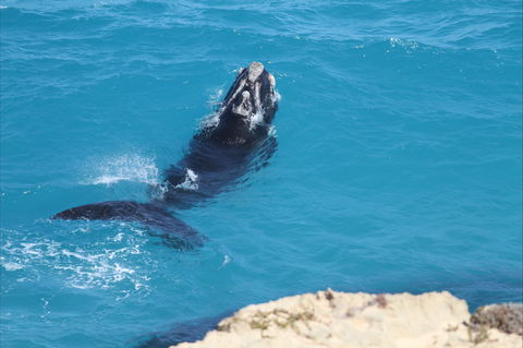 Nullarbor National Park - Holiday Sunshine Coast 2
