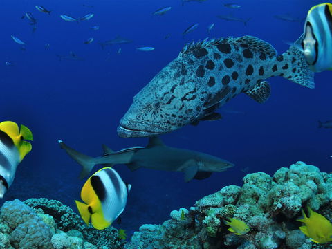 Osprey Reef - Sunshine Coast Tourism 0