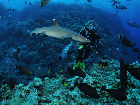 Osprey Reef - Sunshine Coast Tourism 1